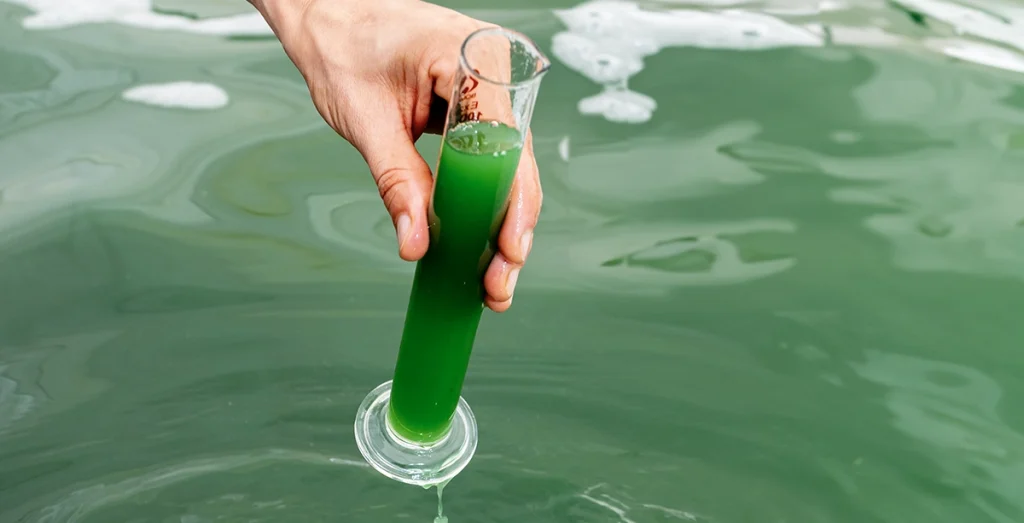 Spirulina sustainable alternative sustainable alternative macro-farms