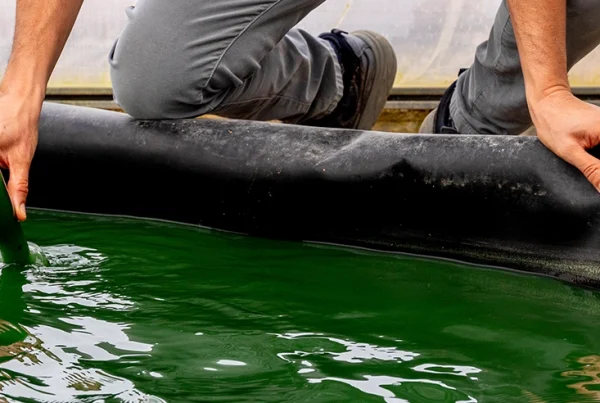 la revolución verde azul espirulina Blauver