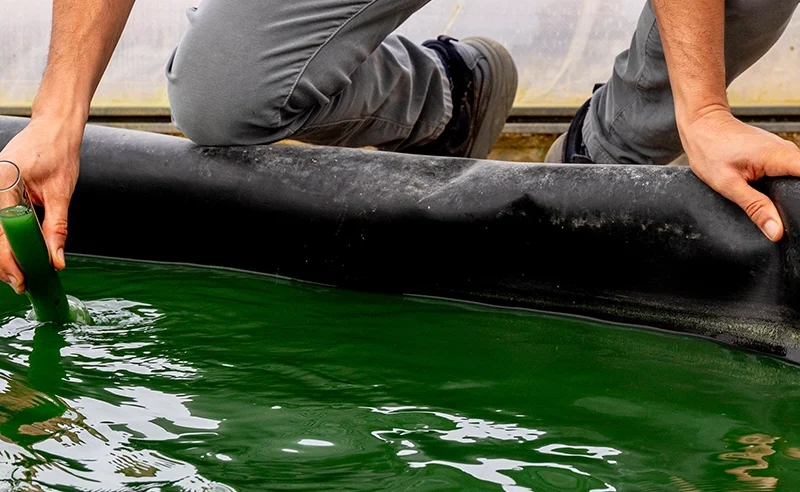 la revolución verde azul espirulina Blauver