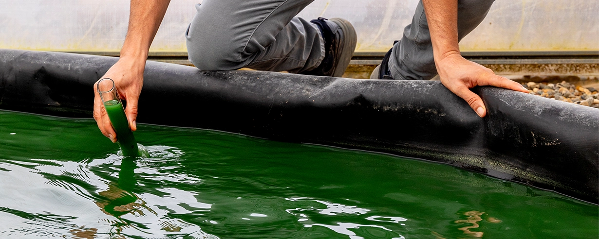 la revolución verde azul espirulina Blauver