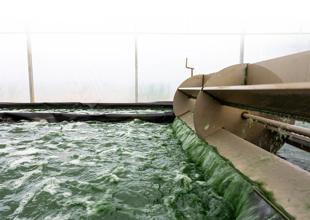 Balsa granja espirulina