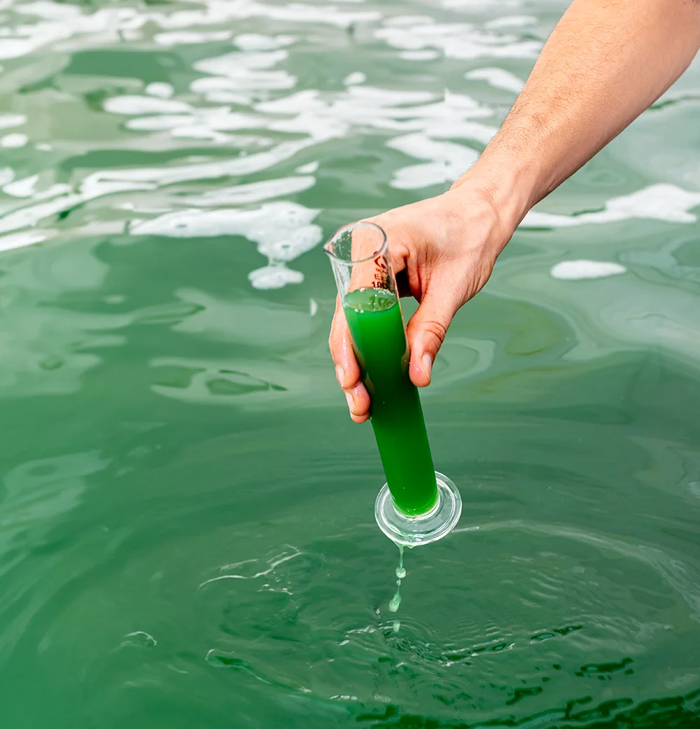 recoleccion espirulina