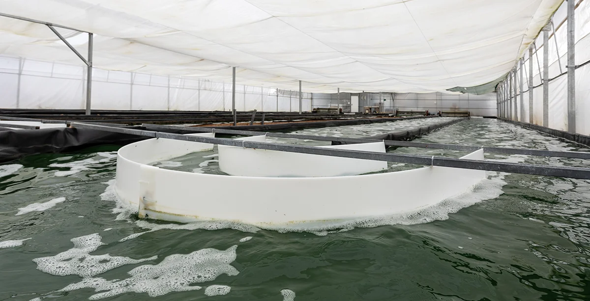 Vista general de las balsas de cultivo de espirulina bajo invernadero en Blauver