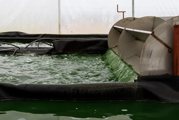 Como se cultiva la espirulina en la granja blauver