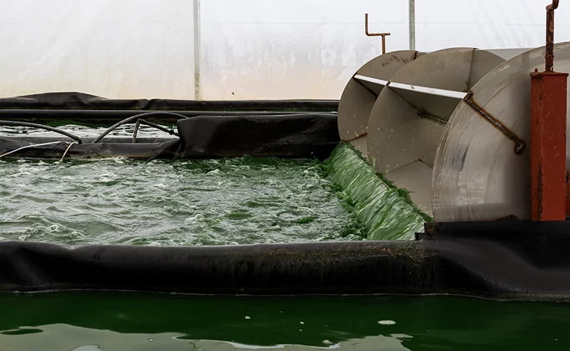 Como se cultiva la espirulina en la granja blauver