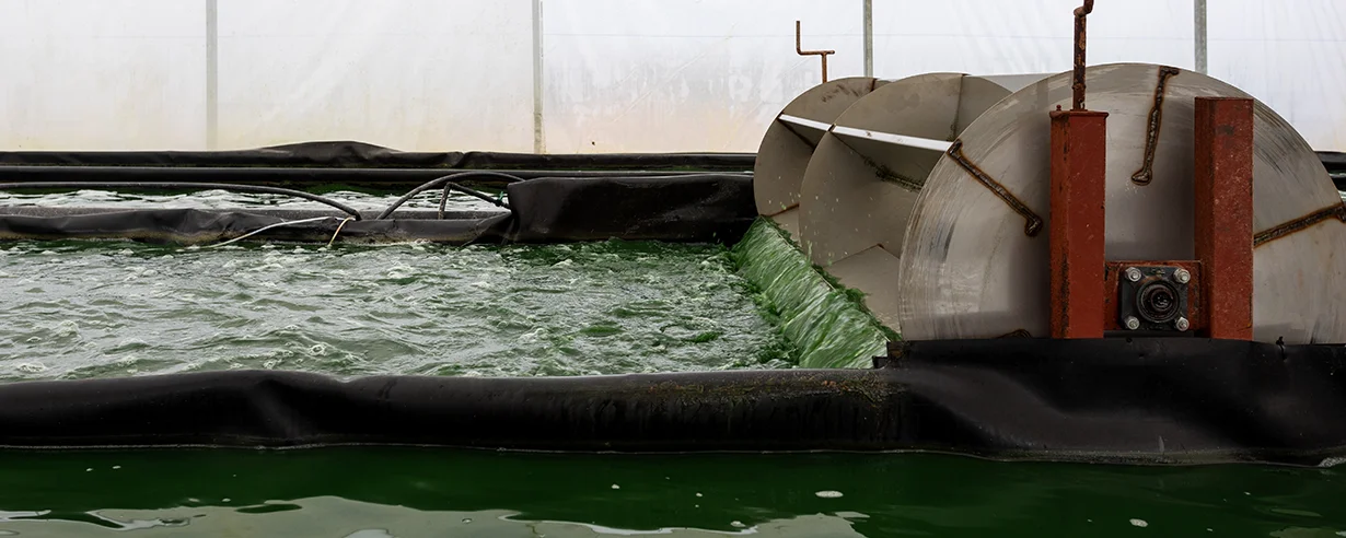 Como se cultiva la espirulina en la granja blauver